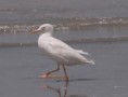 /album/photogallery/slender-billed-gull-2-jpg/